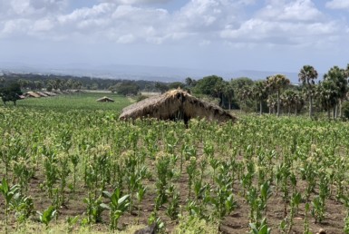 Terrenos en la Circunvalación Norte